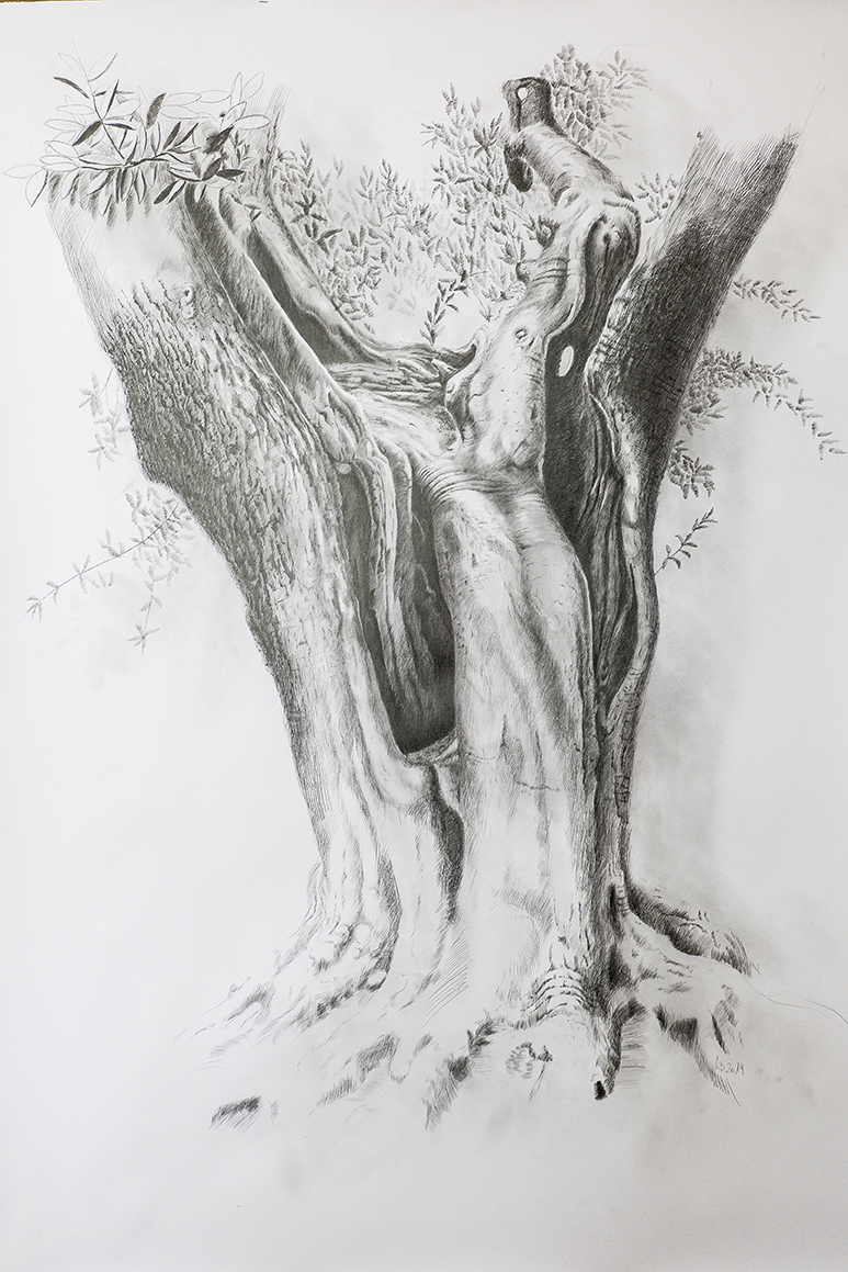 Baum / Bleistiftzeichnung 