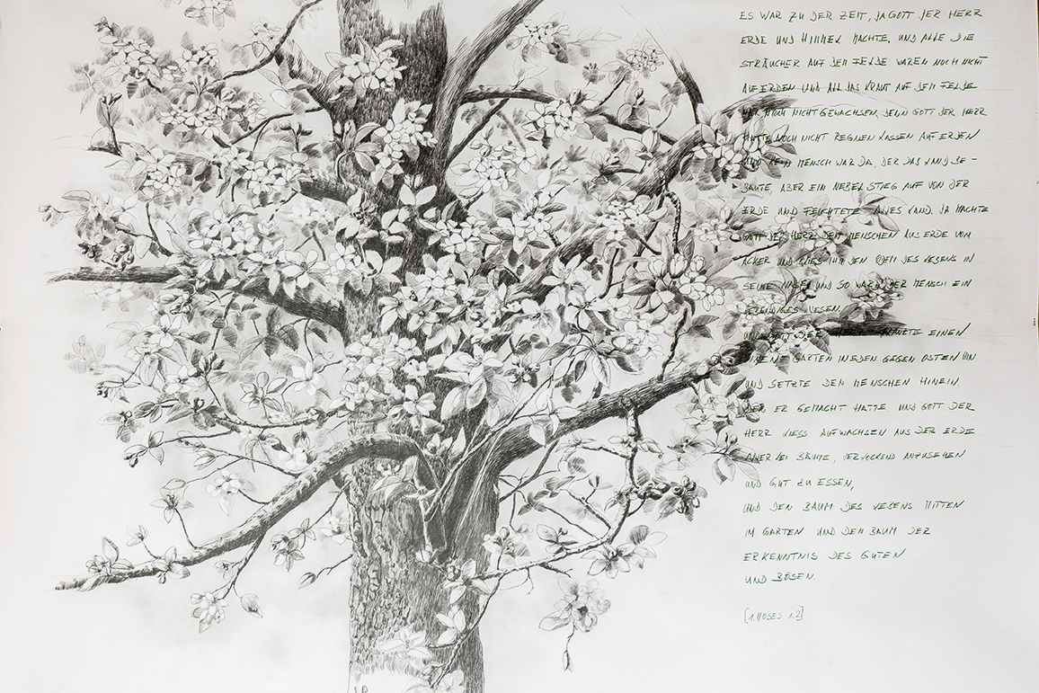 Baum mit Blüten / Bleistiftzeichnung