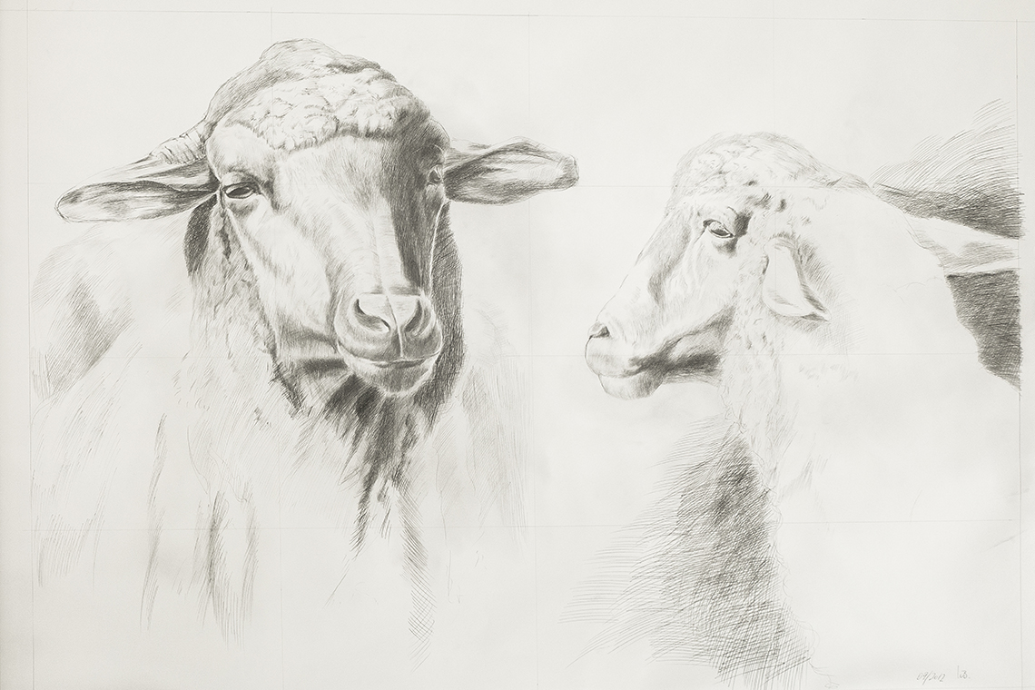 Schafe / Bleistiftzeichnung