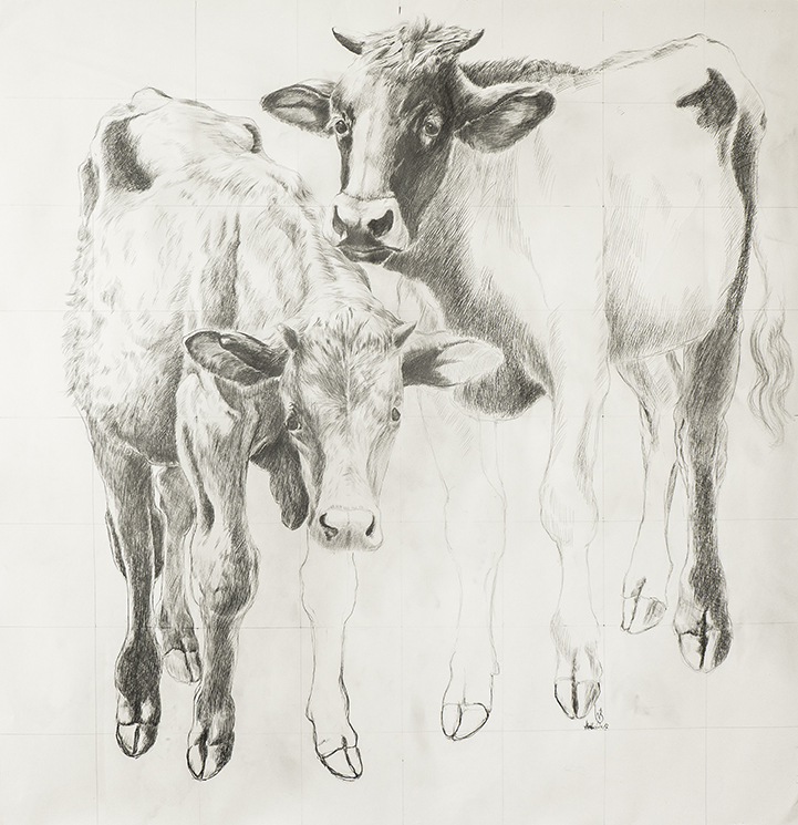 Kühe auf der Wiese / Bleistiftzeichnung